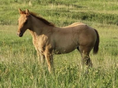 Rivendell Topsail JW <BR>AQHA Pending